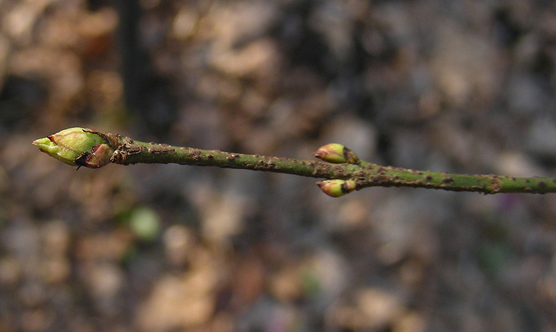 Изображение особи Euonymus verrucosus.