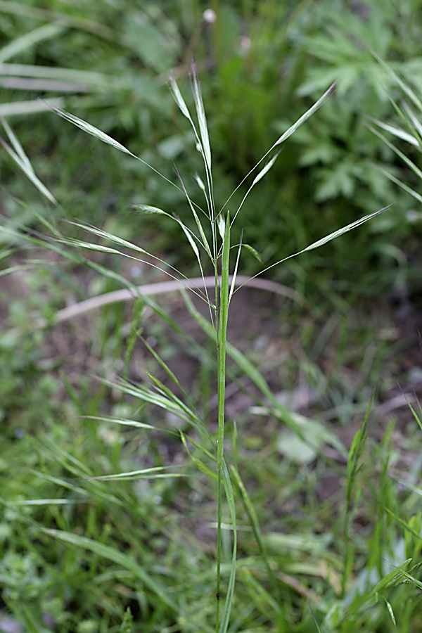 Изображение особи Anisantha sterilis.