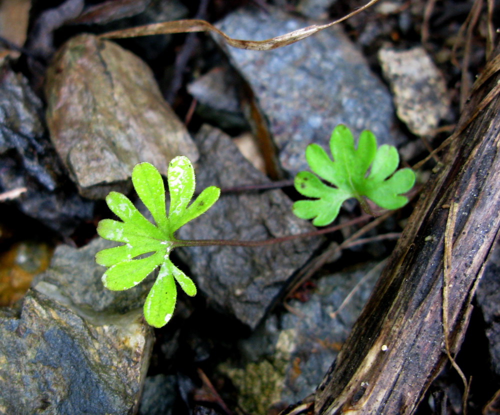 Image of Viola milanae specimen.