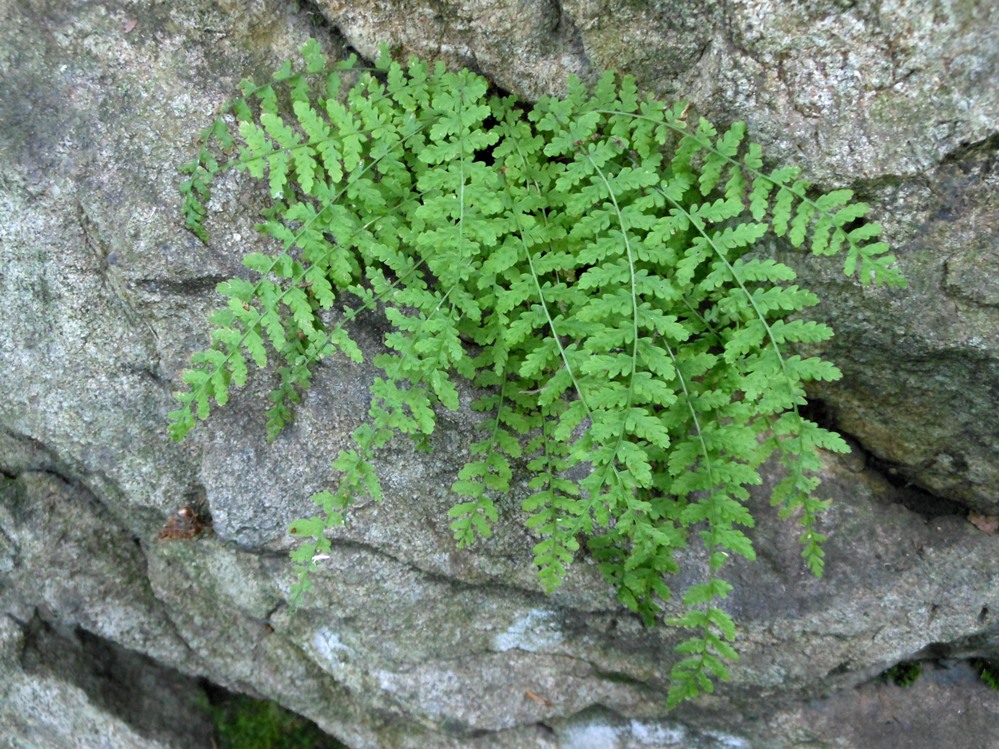 Изображение особи Protowoodsia manchuriensis.