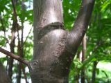 Sorbus commixta. Боковое ответвление от основного ствола. Сахалин, окр. г. Южно-Сахалинска. Июнь 2012 г.