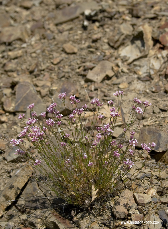 Изображение особи род Asperula.