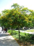 Tipuana tipu. Небольшое цветущее дерево. Испания, Каталония, г. Барселона, вдоль улицы в районе порта. 23.06.2012.