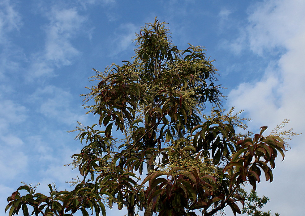 Изображение особи Pieris japonica.