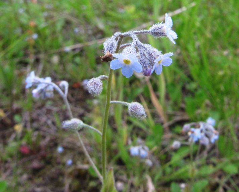 Image of Myosotis arvensis specimen.