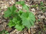 Aconitum orientale