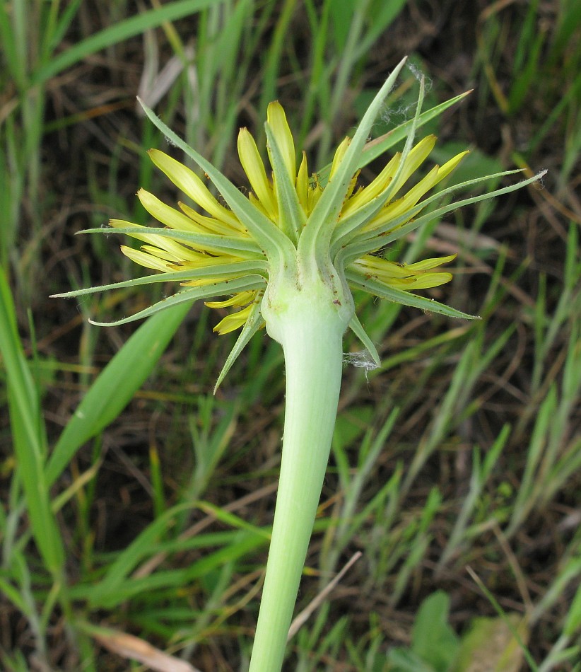 Изображение особи Tragopogon dubius ssp. desertorum.