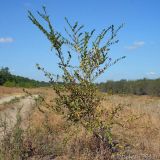 Ulmus pumila. Молодое дерево. Ростовская обл., Неклиновский р-н, Андреево-Мелентьевское с/п, балка Сухая. 19.08.2012.
