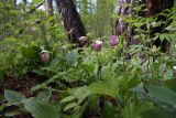 Cypripedium guttatum