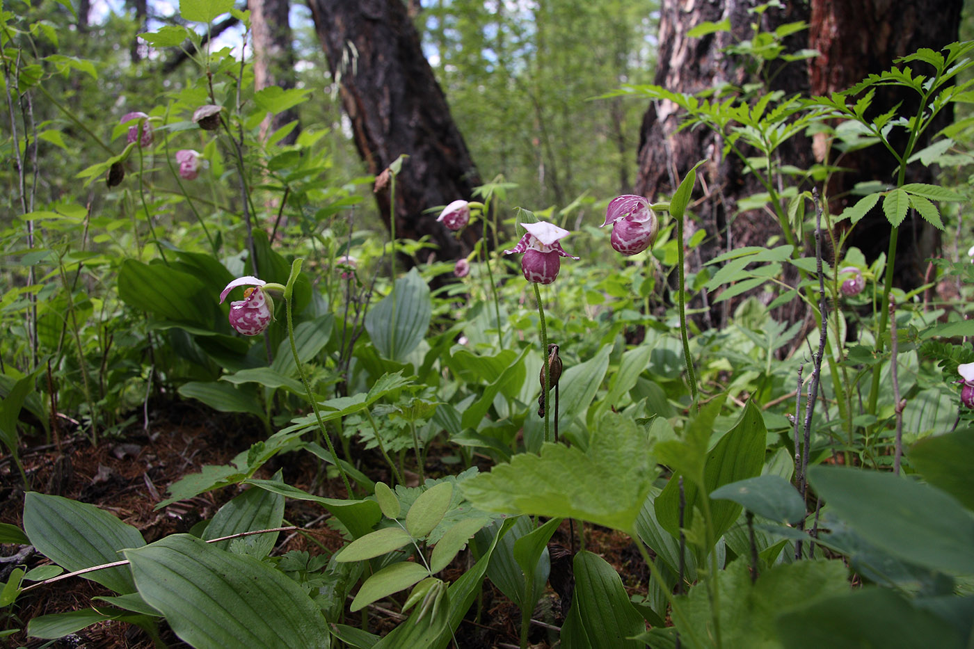 Изображение особи Cypripedium guttatum.