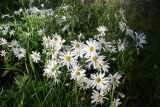 Chrysanthemum zawadskii. Соцветия (второй сезон после пересадки дикорастущих растений). Республика Бурятия, Баунтовский эвенкийский район, пос. Северный, в культуре. 16.08.2011.