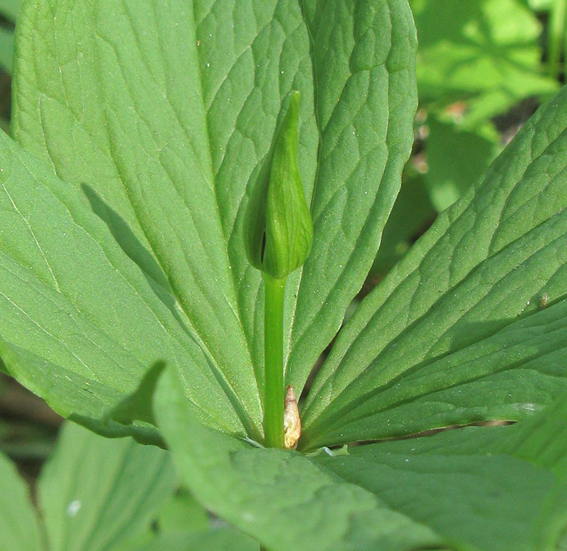 Image of Paris quadrifolia specimen.