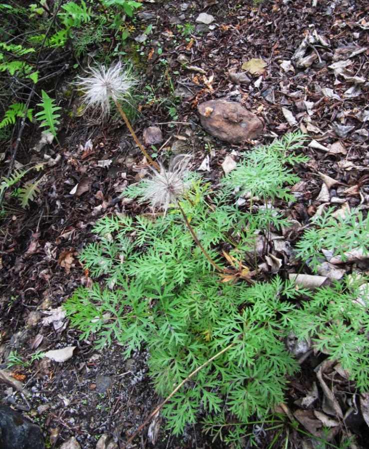 Изображение особи Pulsatilla tenuiloba.