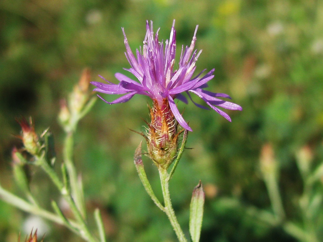 Image of Centaurea diffusa specimen.