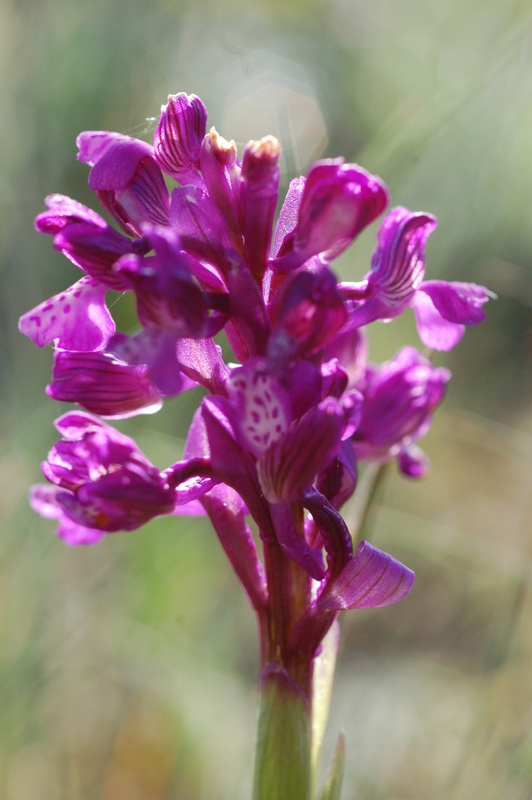 Изображение особи Anacamptis morio ssp. caucasica.