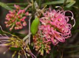 genus Grevillea