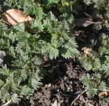 Urtica dioica. Молодые побеги. Германия, г. Кемпен, в Городском саду. 05.03.2013.