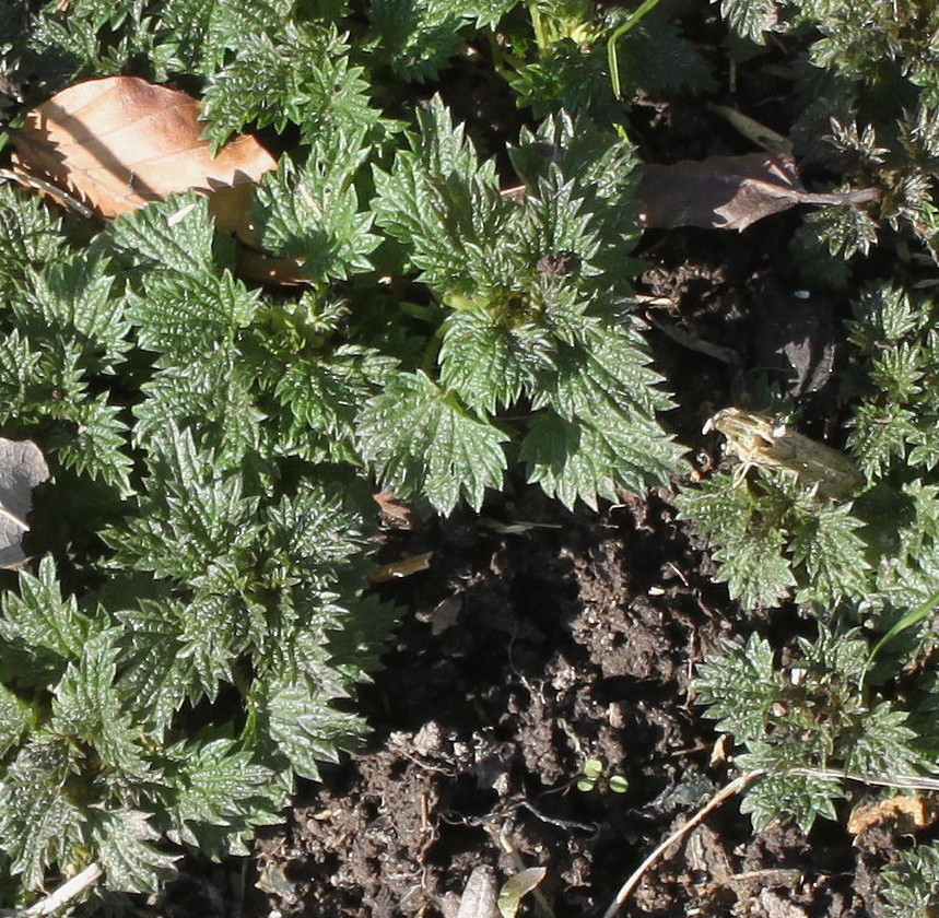 Изображение особи Urtica dioica.