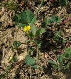 Medicago denticulata