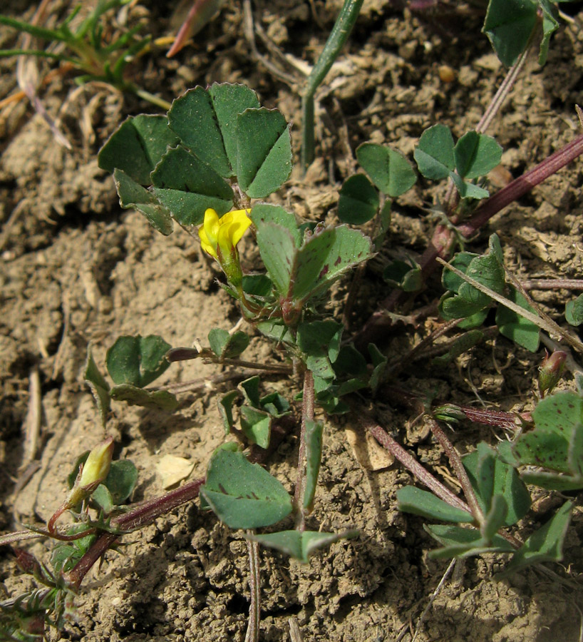 Изображение особи Medicago denticulata.