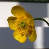 Ranunculus polyanthemos. Цветок. Свердловская обл., окр. г. Североуральск, растение выкопано на дачном участке и пересажено в горшок. 27.05.2012.