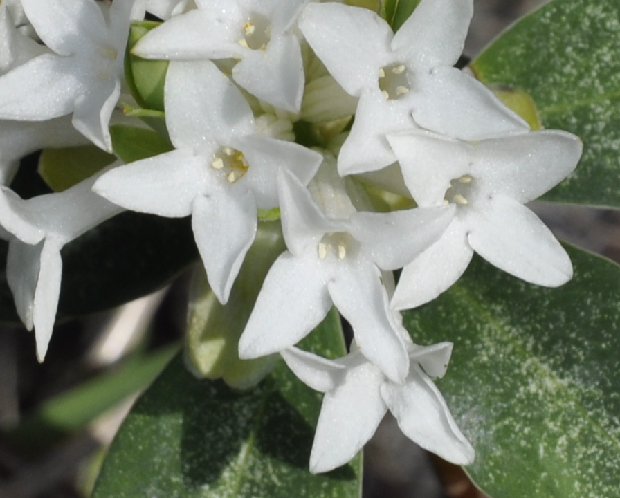 Image of Daphne blagayana specimen.