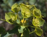 Euphorbia pseudagraria