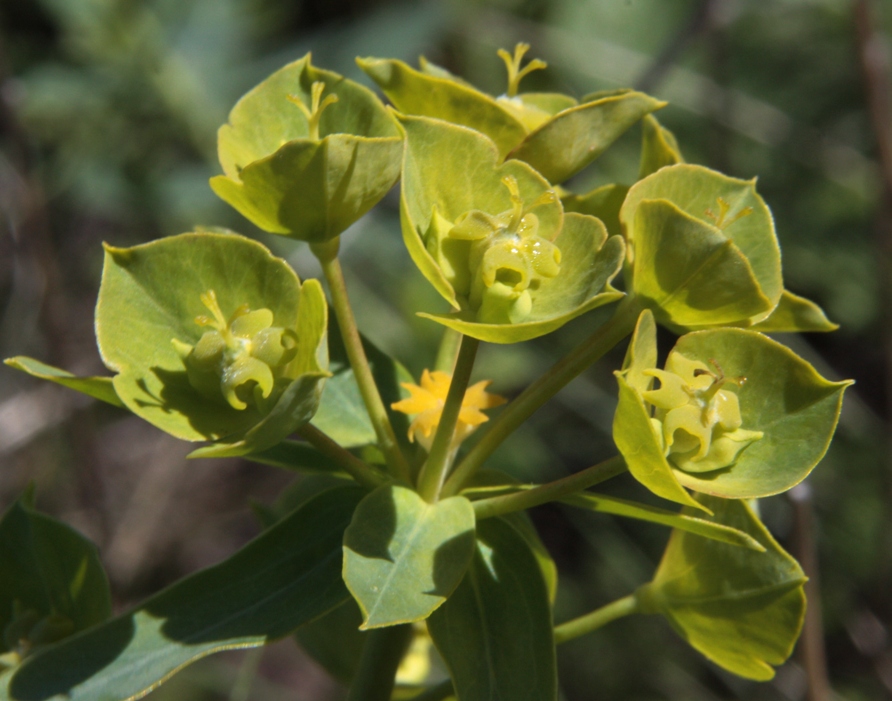 Изображение особи Euphorbia pseudagraria.
