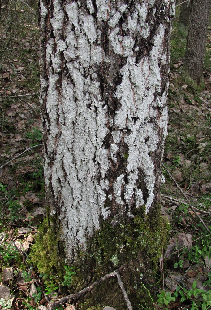 Изображение особи Populus tremula.