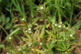 Asperula setosa