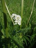 Valeriana wolgensis. Пазушное соцветие в средней части стебля. Краснодарский край, Кущевский р-н, станица Шкуринская, сазовая степь. 02.06.2009.