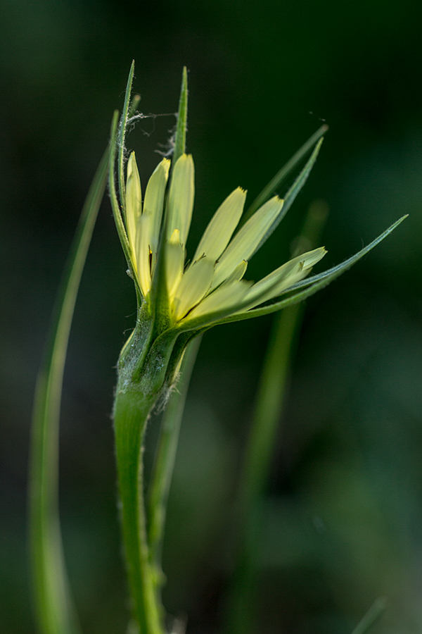 Image of Tragopogon dubius specimen.