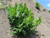 Rhus coriaria. Растение на осыпи. Крым, южный берег, заказник \"Канака\", берег моря. 2 июня 2013 г.