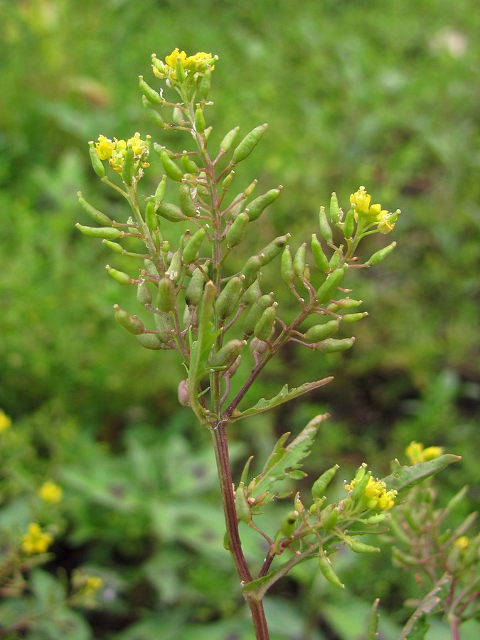 Изображение особи Rorippa palustris.