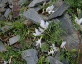 Astragalus frickii. Цветущее растение. Адыгея, Кавказский биосферный заповедник, хр. Безводный, зап. склон, ≈ 2300 м н.у.м. 24.06.2013.