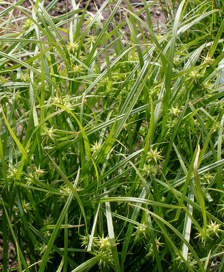 Изображение особи Carex grayi.