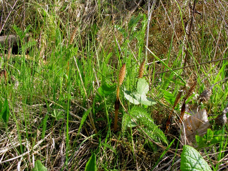 Image of Equisetum arvense specimen.