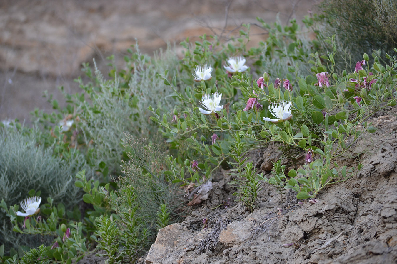 Image of Capparis herbacea specimen.