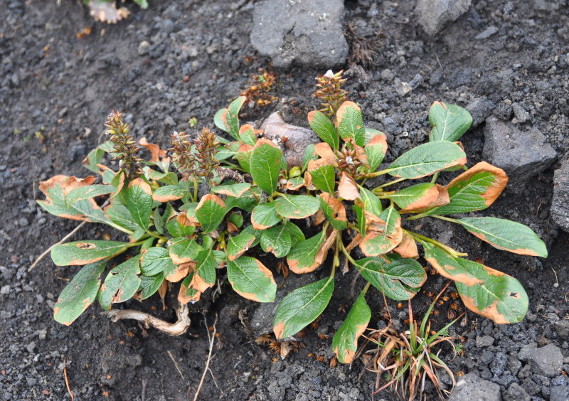 Image of genus Salix specimen.