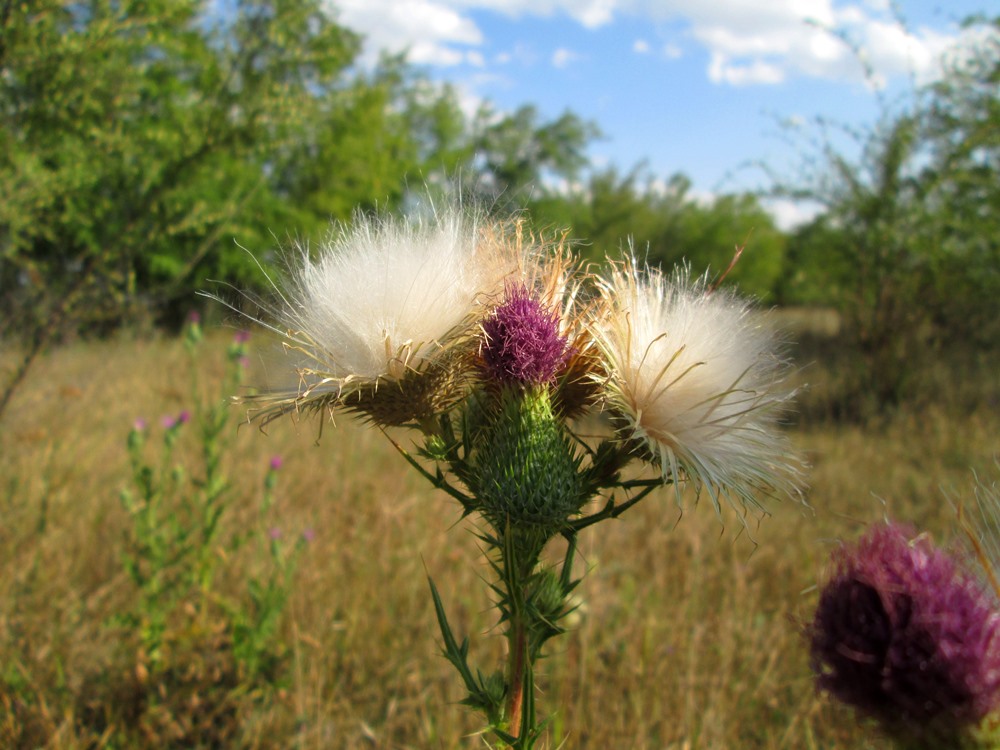 Изображение особи Cirsium vulgare.