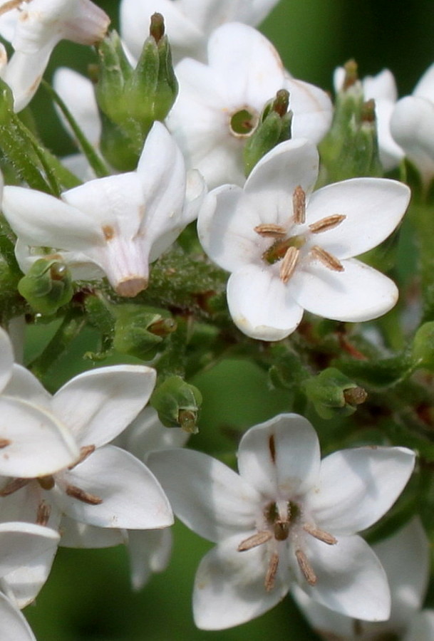 Image of Lysimachia clethroides specimen.