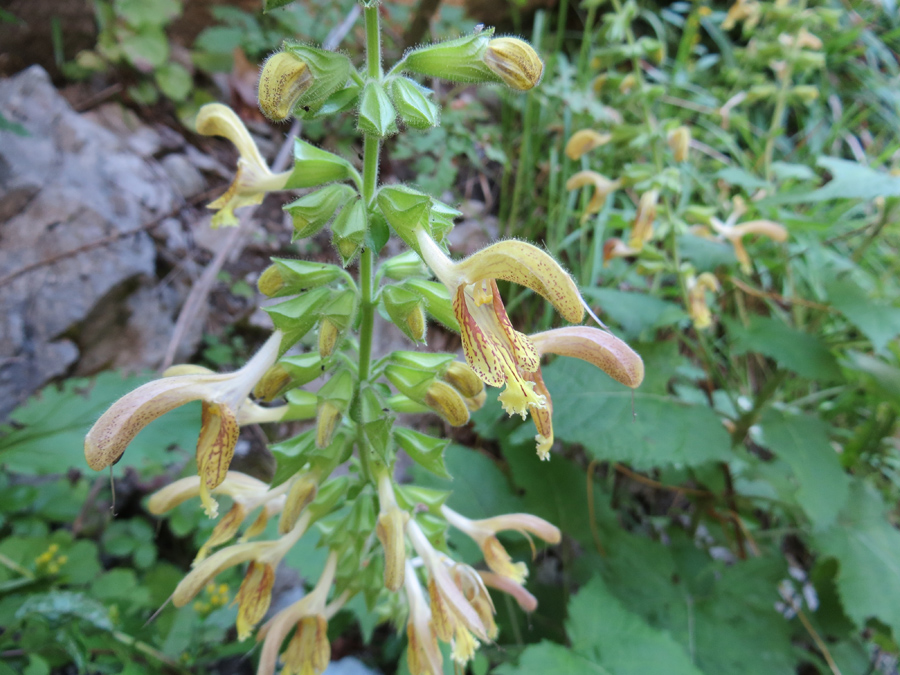 Изображение особи Salvia glutinosa.