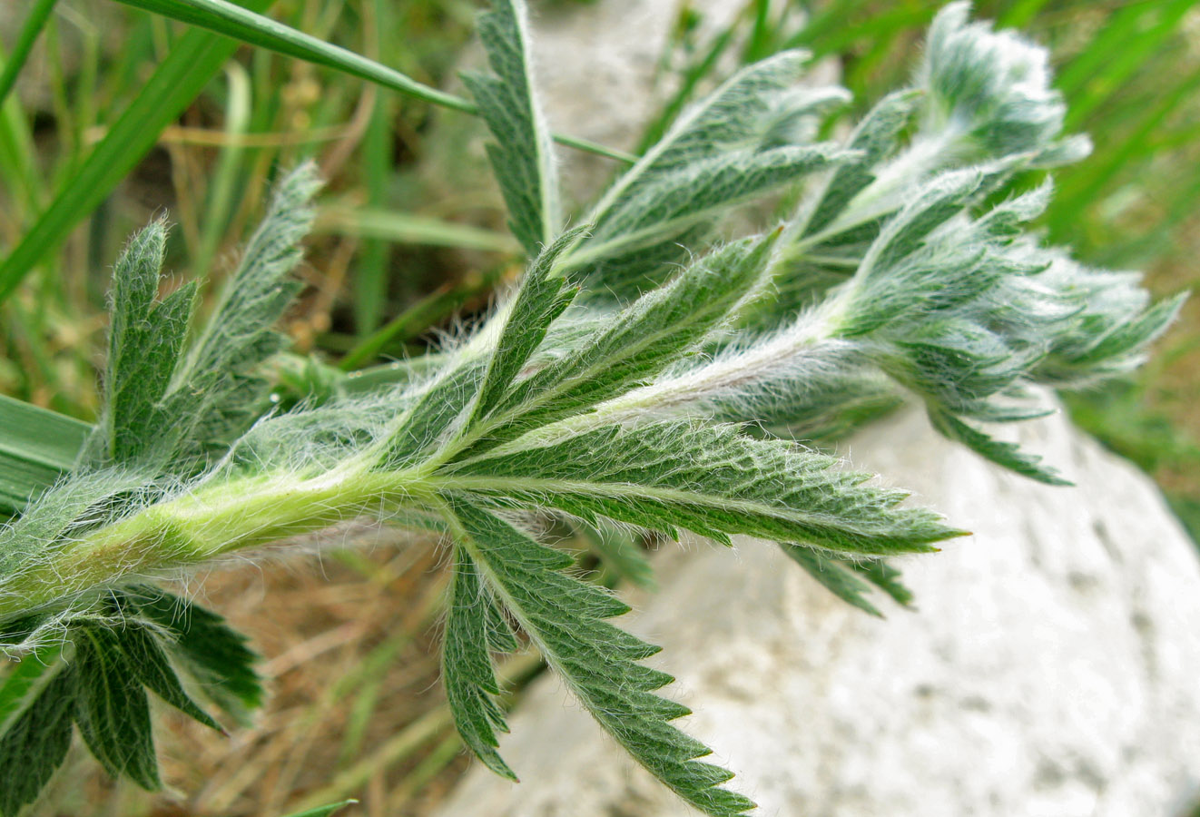 Изображение особи Potentilla recta.