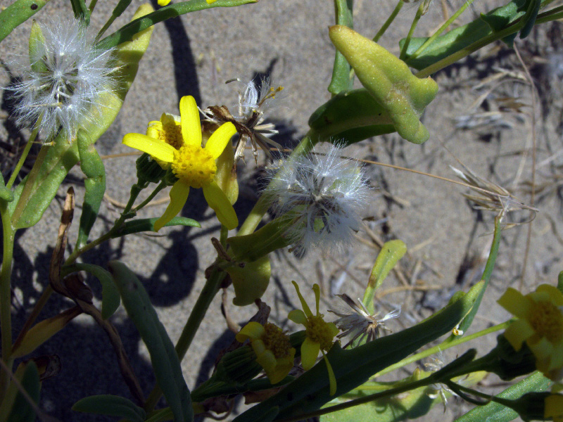 Изображение особи Senecio subdentatus.