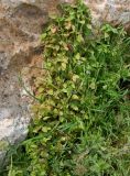 Theligonum cynocrambe. Вегетирующее растение. Израиль, горы Самарии. 24.03.2010.