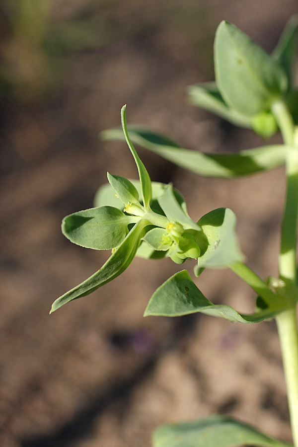 Image of Euphorbia densa specimen.