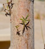 Adansonia digitata