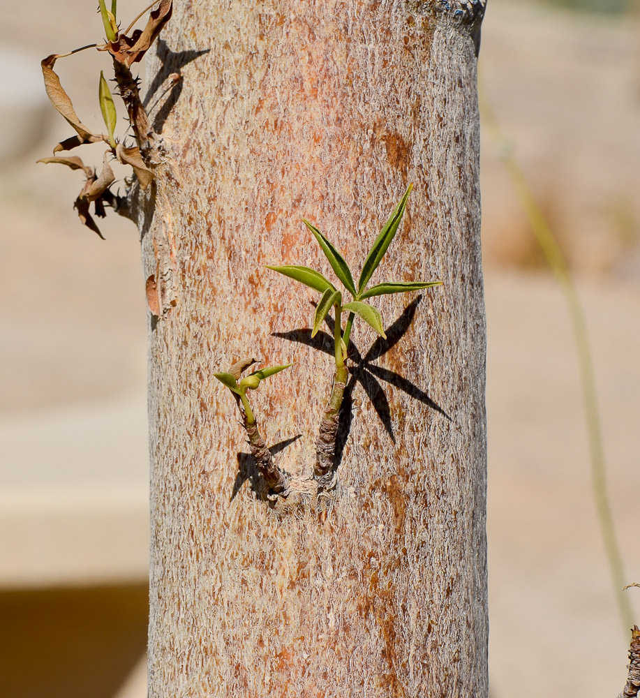 Изображение особи Adansonia digitata.