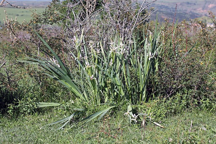 Изображение особи Iris sogdiana.