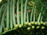 Cephalotaxus harringtonia